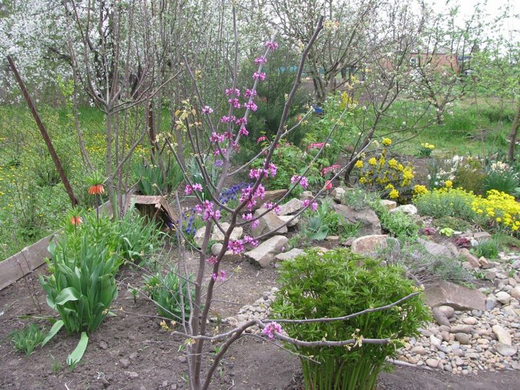 Planter des cercis en pleine terre