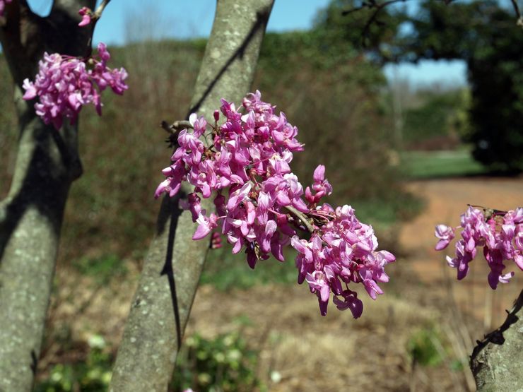 Cercis kystique