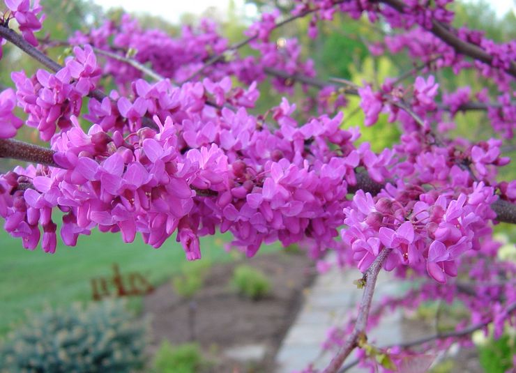 Cercis réniforme