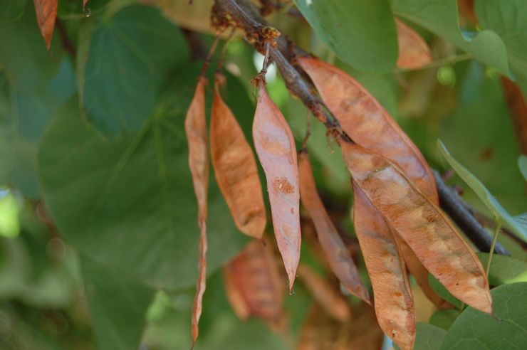 Cultiver des cercis à partir de graines