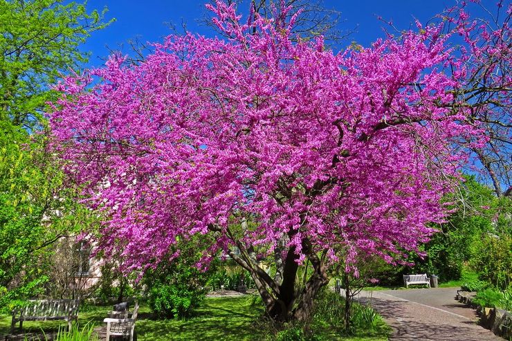 Cercis Européen