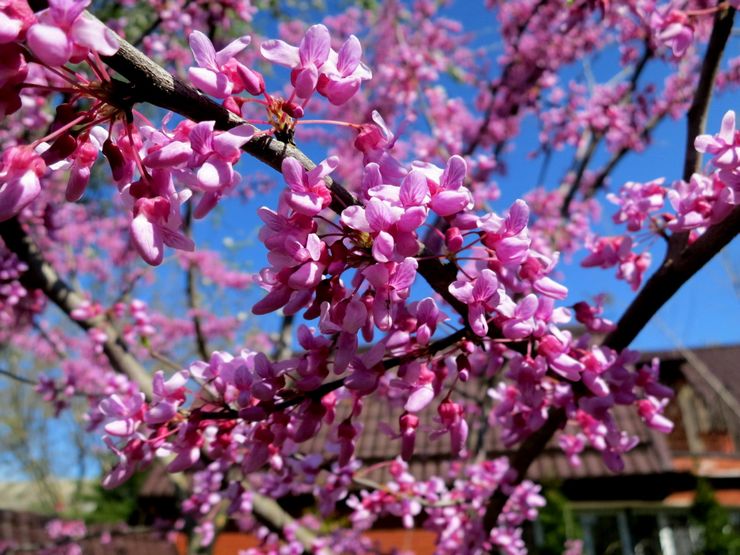 Prendre soin des cercis