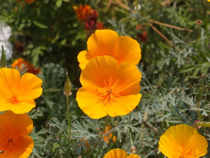 Eschsholzia Californie