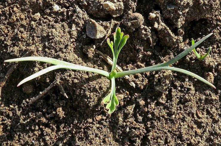 Planter des escholzies en pleine terre