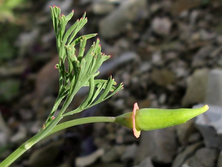 Eschsholzia après la floraison