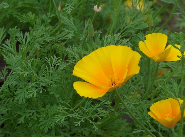 Propriétés d'Escholzia