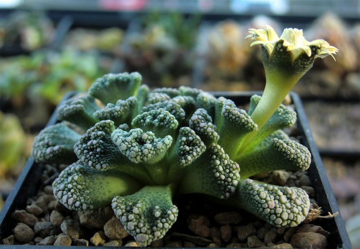 Titanopsis calcaire