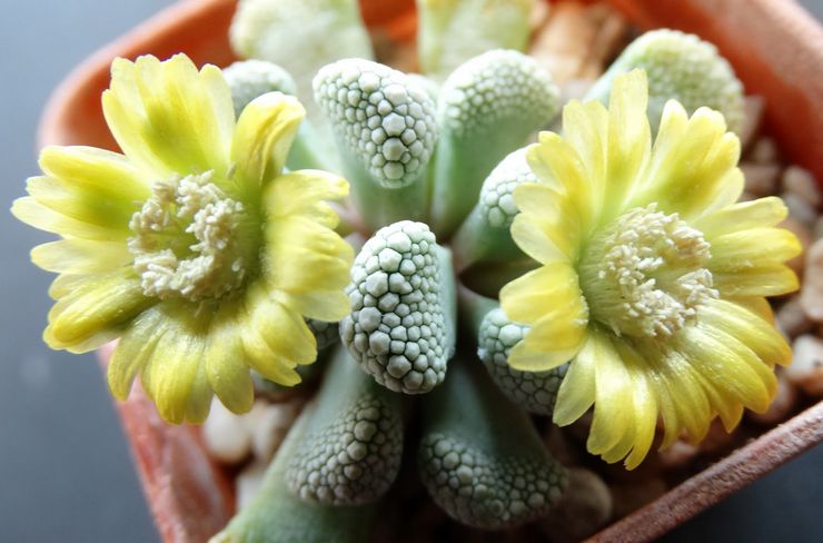 Titanopsis en fleurs