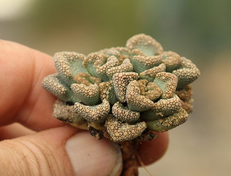 Division des rosettes de titanopsis