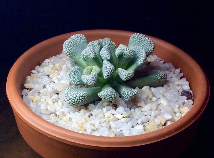 Titanopsis en croissance