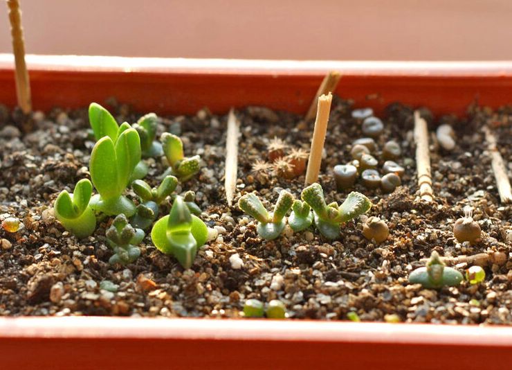 Cultiver du titanopsis à partir de graines