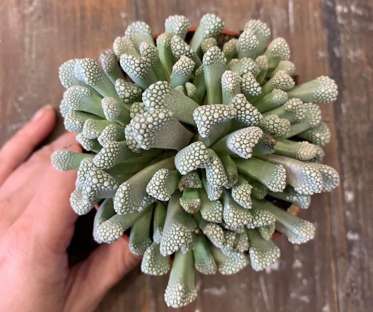 Greffe de Titanopsis