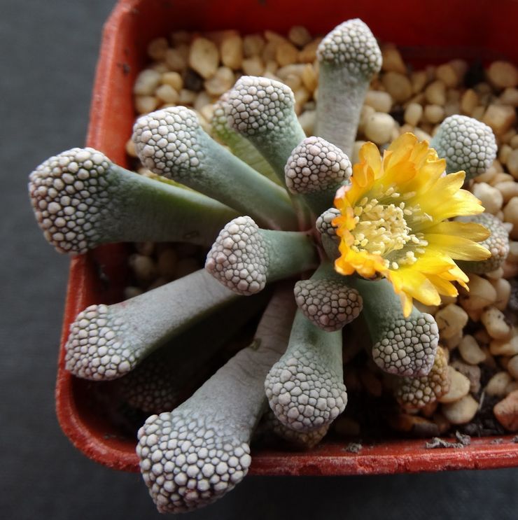 Arrosage Titanopsis