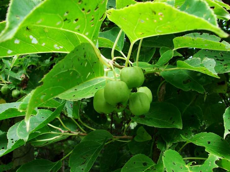 Actinidia Giraldi