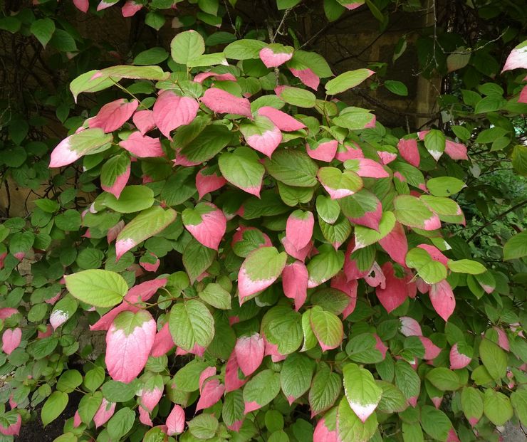 Top dressing Actinidia