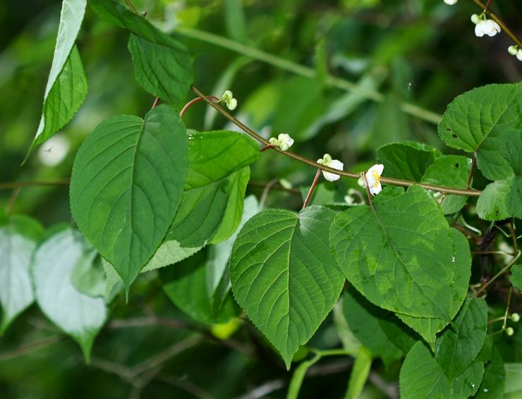 Polygamie des actinidies