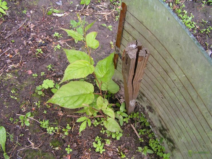 Planter des actinidies à l'automne