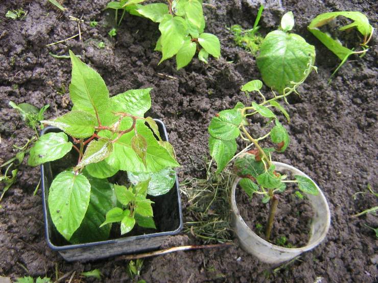 Planter des actinidies en pleine terre