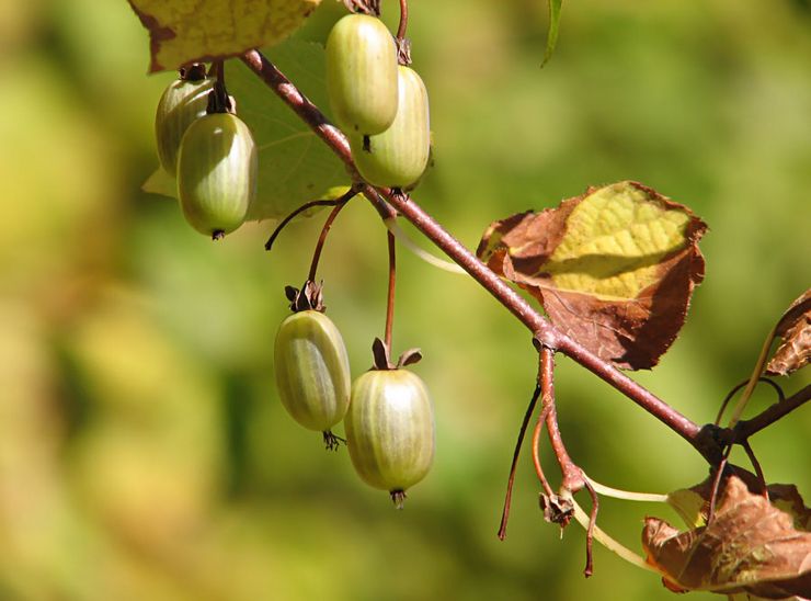 Ravageurs Actinidia