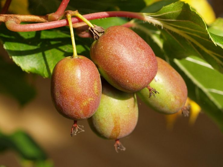 Actinidia hybride