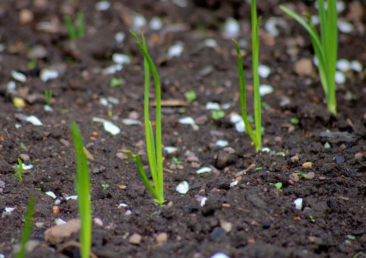 Oignons sur les légumes verts à partir de graines