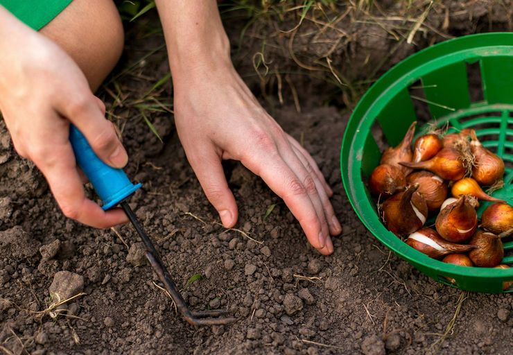 Cultiver des oignons pour les légumes en plein champ