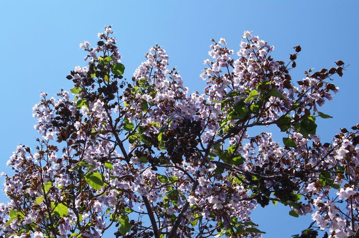 Floraison de paulownia