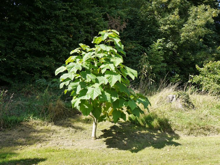 Paulownia Elongata