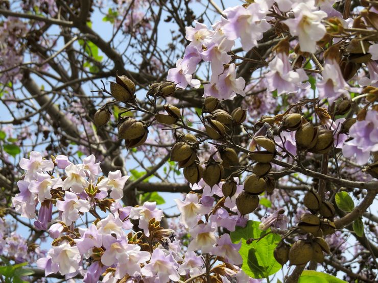 Description de paulownia