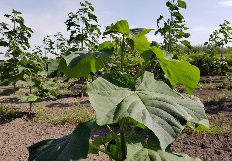 Alimentation du paulownia