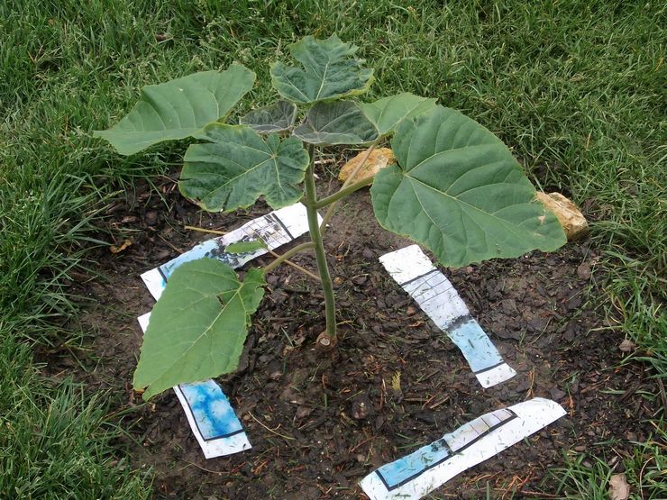 Plantation de paulownia en pleine terre