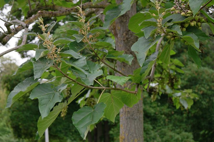 Avantages et utilisations du paulownia