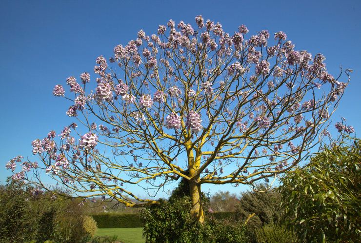 Feutre de paulownia