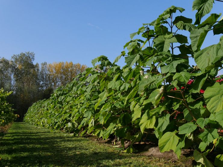 Soins du paulownia