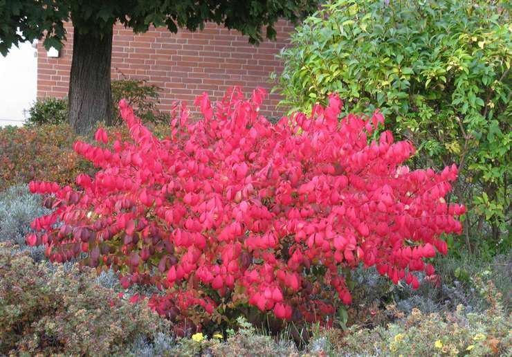 Arbuste Euonymus