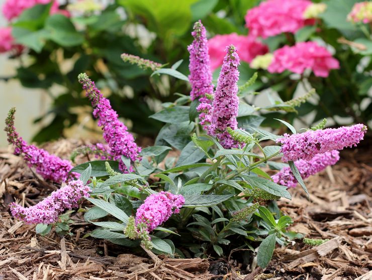 Arbuste Buddleya