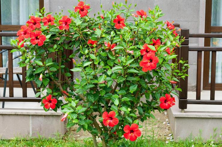 Arbuste d'hibiscus