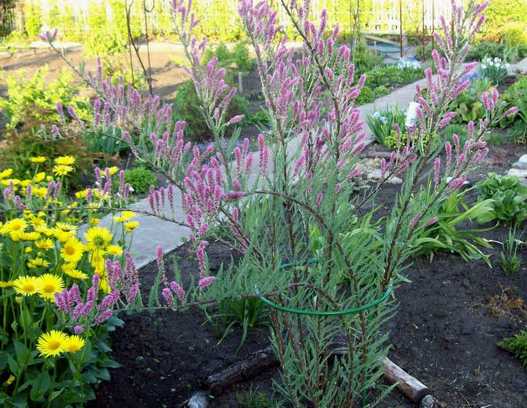 Planter des myricaires en pleine terre