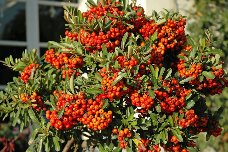 Arbuste Pyracantha