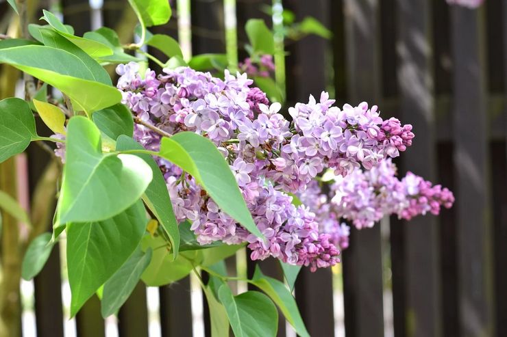 Arbuste lilas