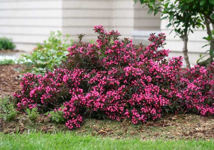 Arbuste Weigela